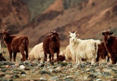 L'insostenibilità del cashmere vergine: ecco perché sceglierlo rigenerato