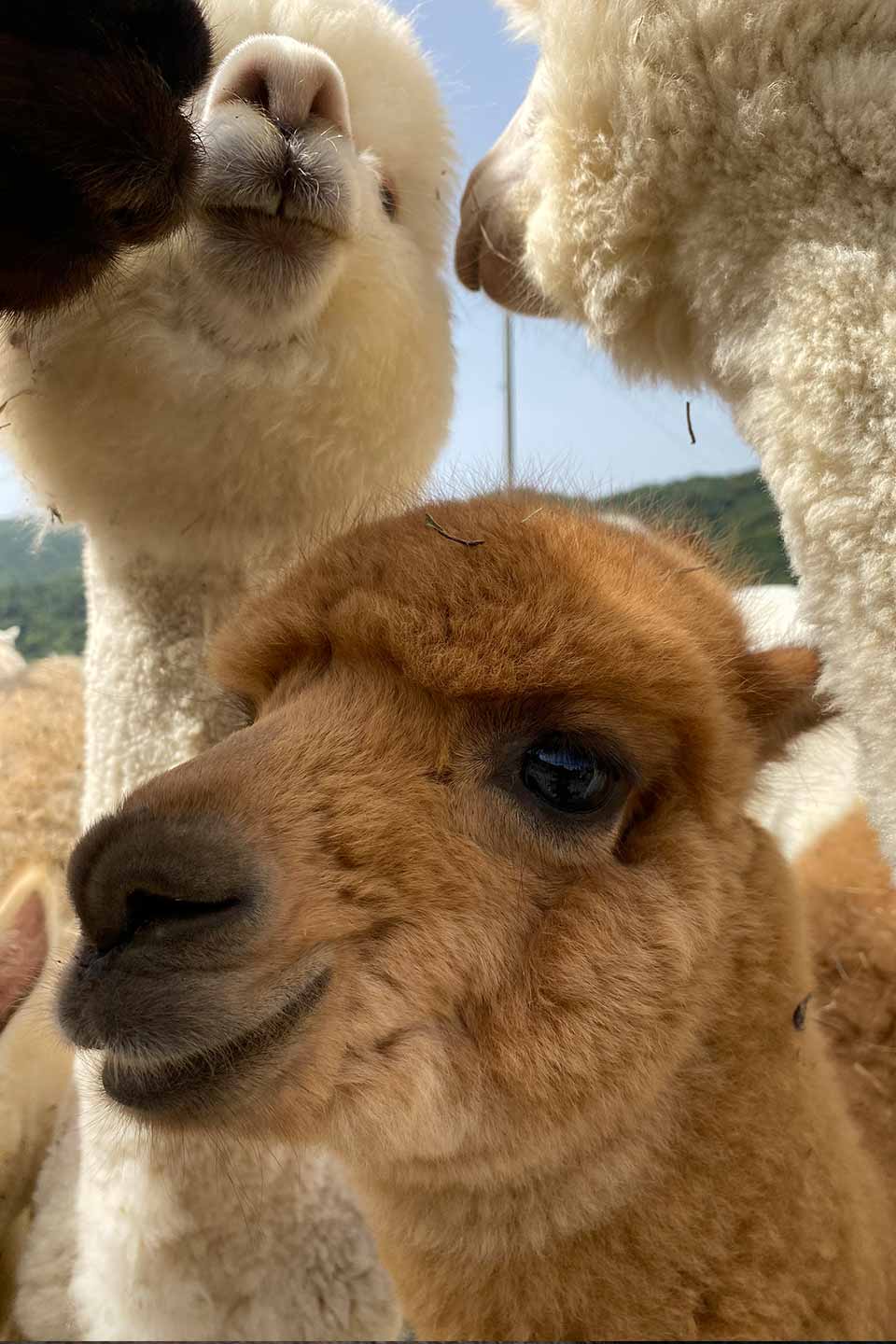 HOMEPAGE-mobile-alpaca-fattoria